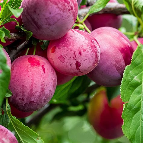 The PENMAN Pineapple, Plums, Cacao nibs, Raspberries (QGrade 89)